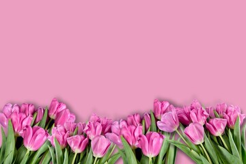 romantic valentine concept Top view photo with tulips on a pink background.