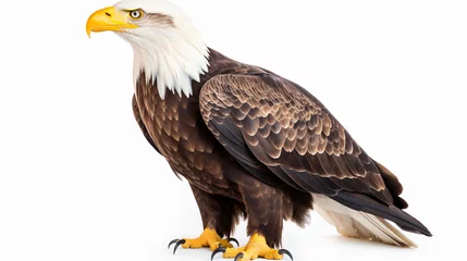 Foto op Plexiglas Bald eagle © Merab