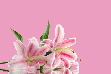 romantic valentine concept Top view photo with lilies on a pink background.