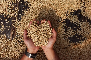 Dried coffee beans in hand