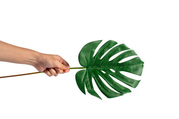 Human hand holding Tropical Monstera palm leaf isolated on transparent background