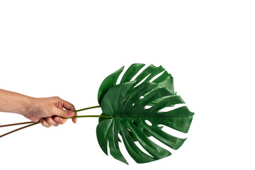 Human hand holding Tropical Monstera palm leaf isolated on transparent background