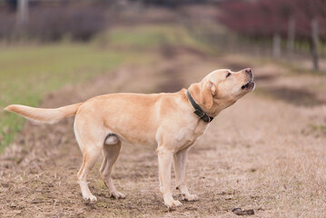 Labrador retriever dog - 712983714