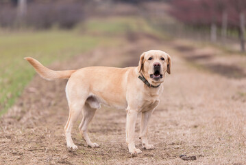 Labrador retriever dog - 712983716