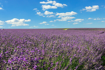 Fototapeta premium Panoramic Landscape Of lavender fields And blue Sky Against A Background Of clouds.