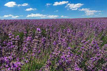 Panoramic Landscape Of lavender fields And blue Sky Against A Background Of clouds.