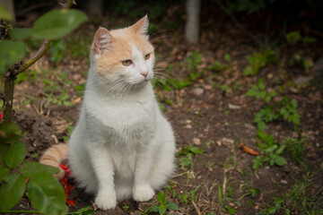 Naklejka na ściany i meble White cat breed (Turkish van) close-up walks on the street.
