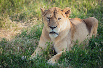 A young lioness is lying on the grass.