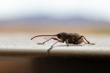 Sumérgete en el intrincado mundo de un escarabajo apion, una maravilla diminuta en esplendor de...