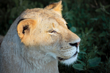 Portrait of a lion's muzzle in close-up.