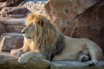 Obraz premium An African lion lies in the shade on the rocks 