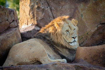 An African lion lies in the shade on the rocks 