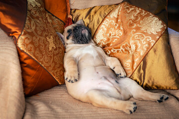 Funny French bulldog puppy sleeps sweetly on pillows