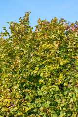 Fototapeta na wymiar colored leaves on the bushes