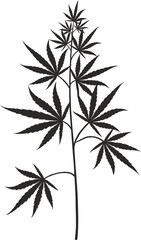 Spikelets of wheat on a transparent background, cannabis on a transparent background