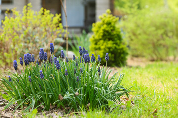 Early spring garden view with group of blue muscari (grape hyacinth) blooming