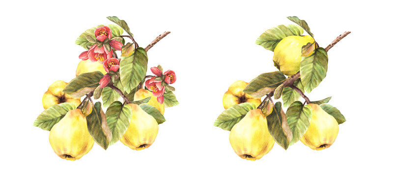 Hand painted watercolor set of yellow quince whole fruits with flowers, buds and leaves hanging on a branch, trees. Clipart illustration for sticker, food or drink label. Isolated on white background.