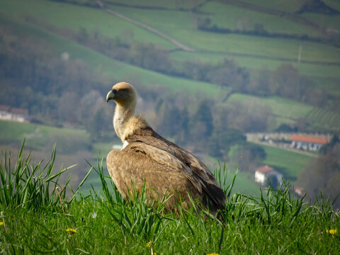 Majestoso abutre na vastid&atilde;o natural da natureza