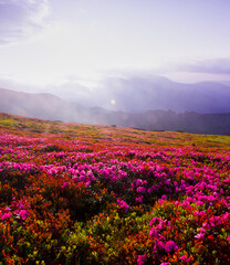 blooming pink rhododendron flowers, amazing panoramic nature scenery, Europe