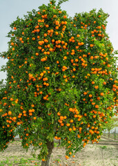 Orange tree or citrus sinensis almost covered with oranges. Great harvest in the orchard.