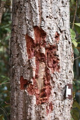 bark of a tree