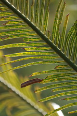 palm tree leaf