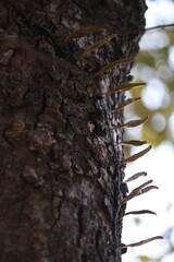 close up of a tree trunk