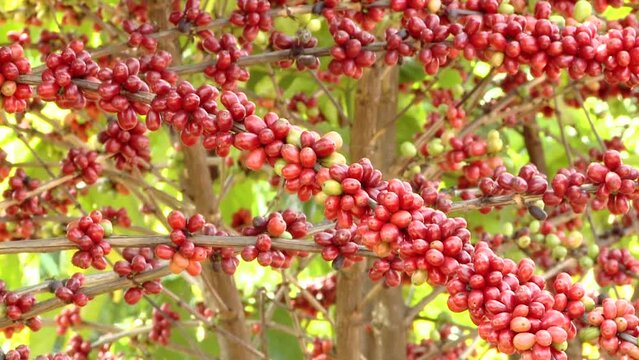Coffee berry on branch
