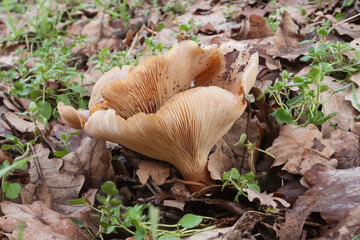 Mushroom poisonous image view particular nature