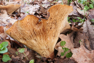 Mushroom poisonous image view particular nature