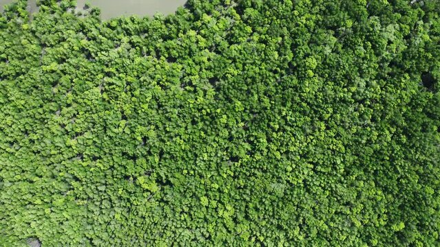 Aerial landscape of a sustainable sea mangrove forest.