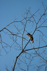 bird on a tree