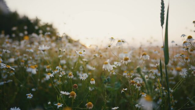 Daisy floral field with white daisies at sunset. Chamomile meadow in summer. Beautiful flowers, natural plants field. Camera moving through chamomiles. Medicinal, curative herbs and freedom concept.