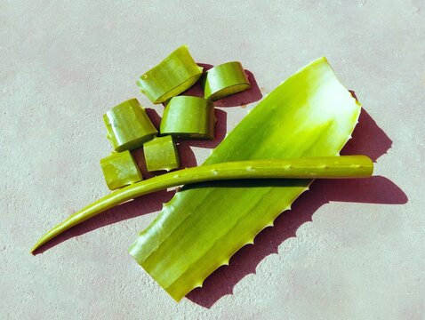 Aloe vera leaf sliced stack true-aloe succulent plant cape-aloe barbados-aloe curacao-aloe Chinese-aloe aloespp asphodelaceae gwar patha leaves babosa closeup image photo