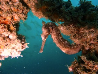 sea horse