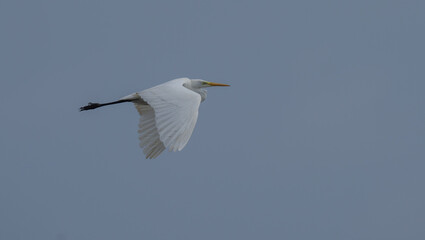 great egret in the ebro river marshes	