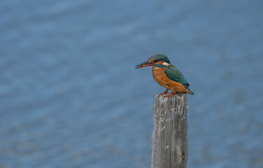the kingfisher waiting on the branch	