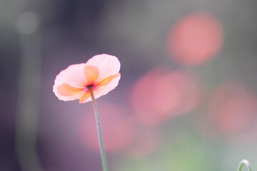 一輪の可憐なポピーの花