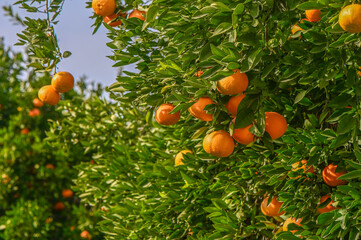 juicy tangerines on a tree branch in the Mediterranean 11