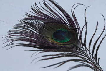 Obraz premium A Closeup shot of Peacock feather on a white isolated wall background, closeup