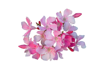 pink flower bunch leaves with isolated