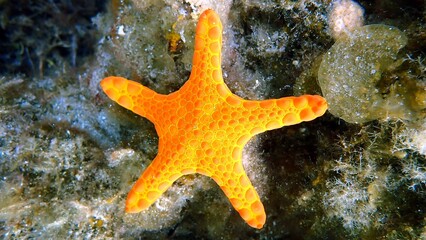 starfish in the sea