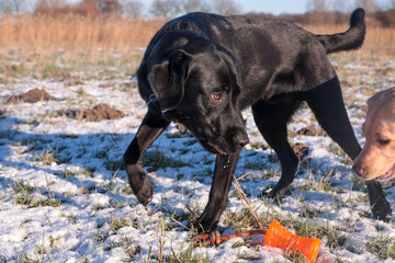 Young black Labrador playing in the snow