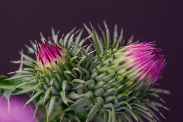 The beauty of the Thistle flower