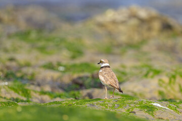 A Little Ringed Plover standing on the beach