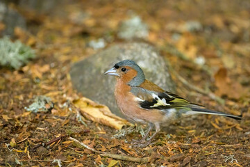 A male Common Chaffinch standing on the ground