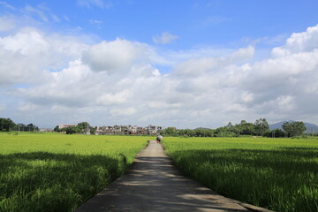 a south china village scenes with  paddy field near Kaiping, Guangdong province