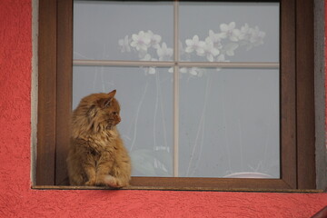 A curious cat sits on a window sill, gazing out with wide eyes, taking in the world outside.