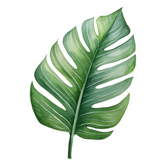 Monstera leaf watercolor, Tropical leaf watercolor illustration clipart isolate on transparent background