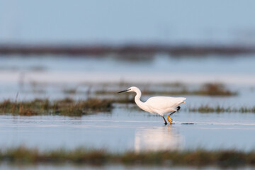 Fototapeta na wymiar Little egret walking in the water during sunrise